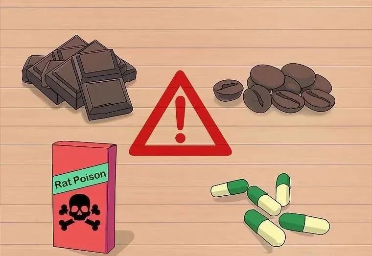 心疼……鸡尾鹦鹉拉稀了,怎么办?