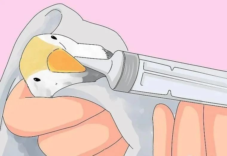 心疼……鸡尾鹦鹉拉稀了,怎么办?