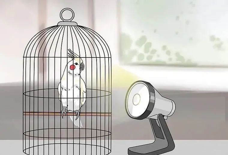 心疼……鸡尾鹦鹉拉稀了,怎么办?