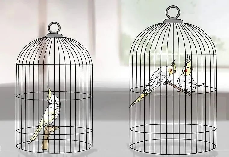 心疼……鸡尾鹦鹉拉稀了,怎么办?