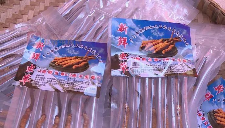 新鲜虫草已上市场，“软黄金”借网出山