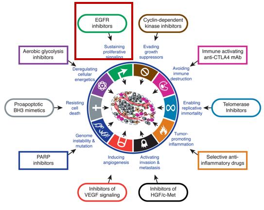 头颈部鳞癌免疫治疗价格,头颈部鳞癌免疫治疗进展ppt