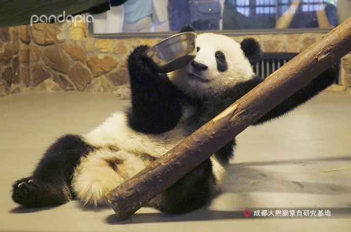 熊猫拍照怎么拍出高级感,熊猫拍照拍摄姿势