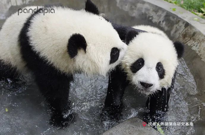 熊猫拍照怎么拍出高级感,熊猫拍照拍摄姿势