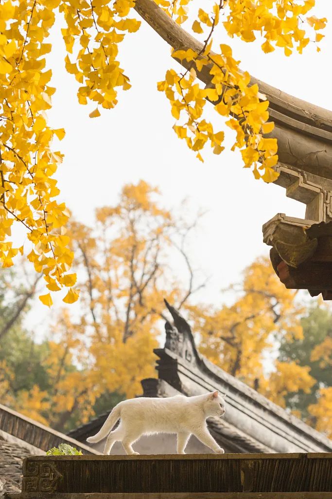 苏州旅游遗憾,苏州旅游被坑怎么办