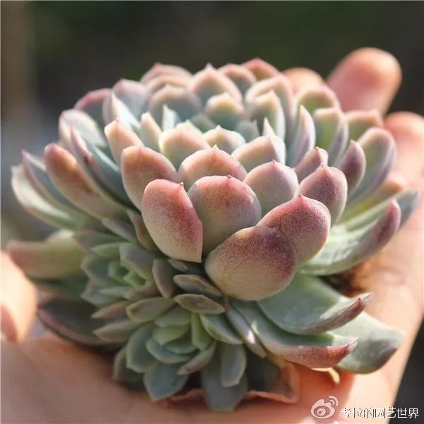 那些年被肉友爱过且脸盲过的月影系!你都有吗?