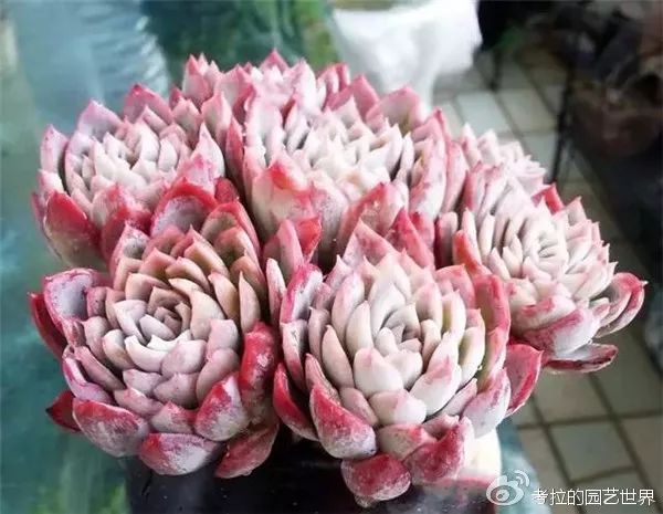 那些年被肉友爱过且脸盲过的月影系!你都有吗?