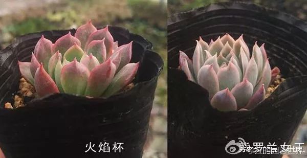 那些年被肉友爱过且脸盲过的月影系!你都有吗?