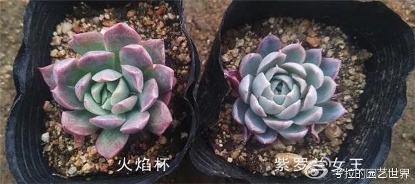 那些年被肉友爱过且脸盲过的月影系!你都有吗?