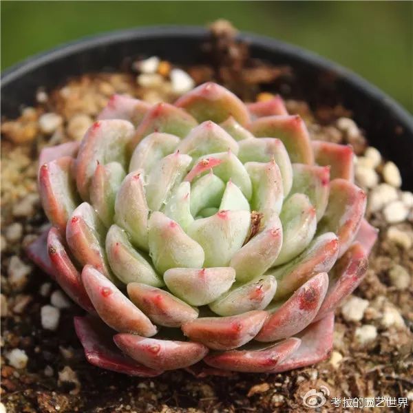 那些年被肉友爱过且脸盲过的月影系!你都有吗?