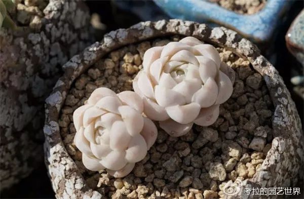 那些年被肉友爱过且脸盲过的月影系!你都有吗?