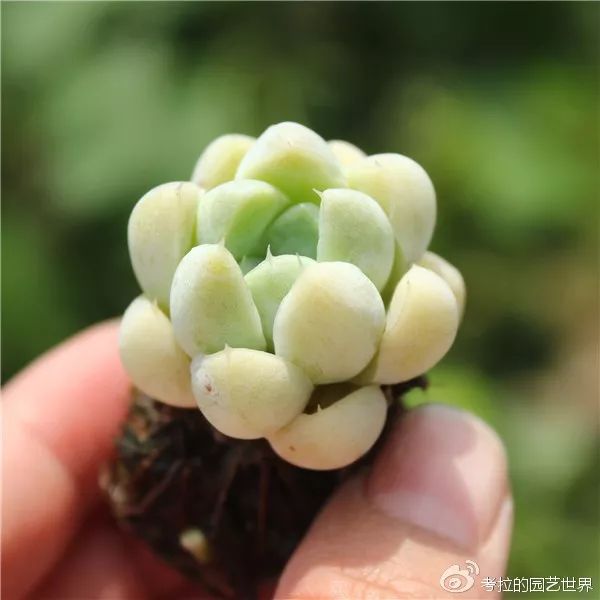 那些年被肉友爱过且脸盲过的月影系!你都有吗?