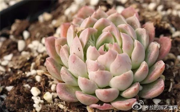 那些年被肉友爱过且脸盲过的月影系!你都有吗?