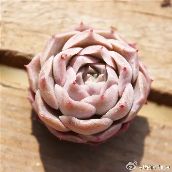 那些年被肉友爱过且脸盲过的月影系!你都有吗?