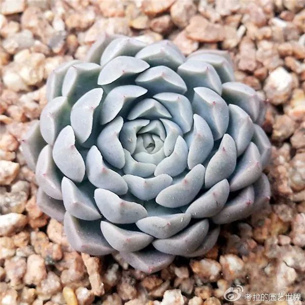 那些年被肉友爱过且脸盲过的月影系!你都有吗?