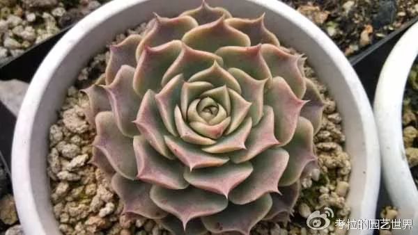 那些年被肉友爱过且脸盲过的月影系!你都有吗?