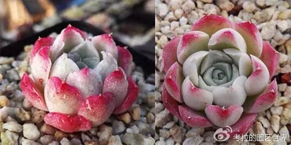 那些年被肉友爱过且脸盲过的月影系!你都有吗?