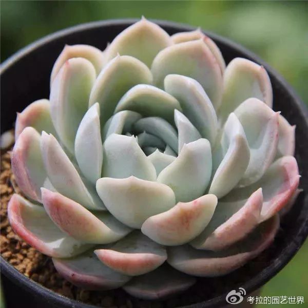 那些年被肉友爱过且脸盲过的月影系!你都有吗?