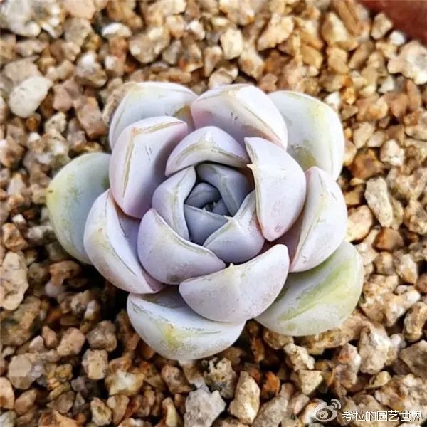 那些年被肉友爱过且脸盲过的月影系!你都有吗?