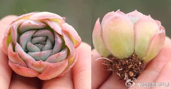 那些年被肉友爱过且脸盲过的月影系!你都有吗?