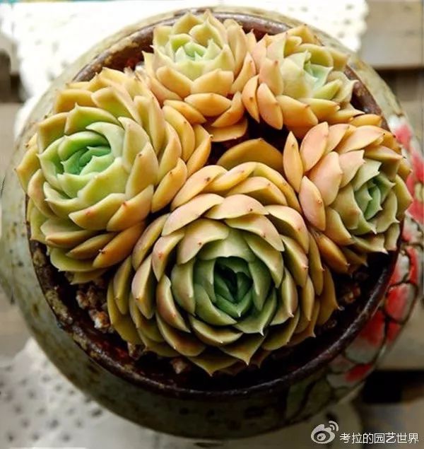 那些年被肉友爱过且脸盲过的月影系!你都有吗?