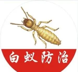 白蚁被惊动了不出现了怎么办,在白蚁纷飞季节家进了白蚁怎么办