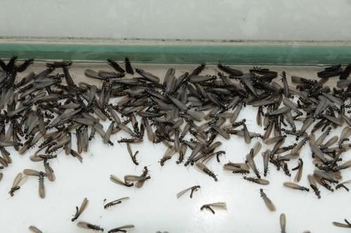 白蚁被惊动了不出现了怎么办,在白蚁纷飞季节家进了白蚁怎么办