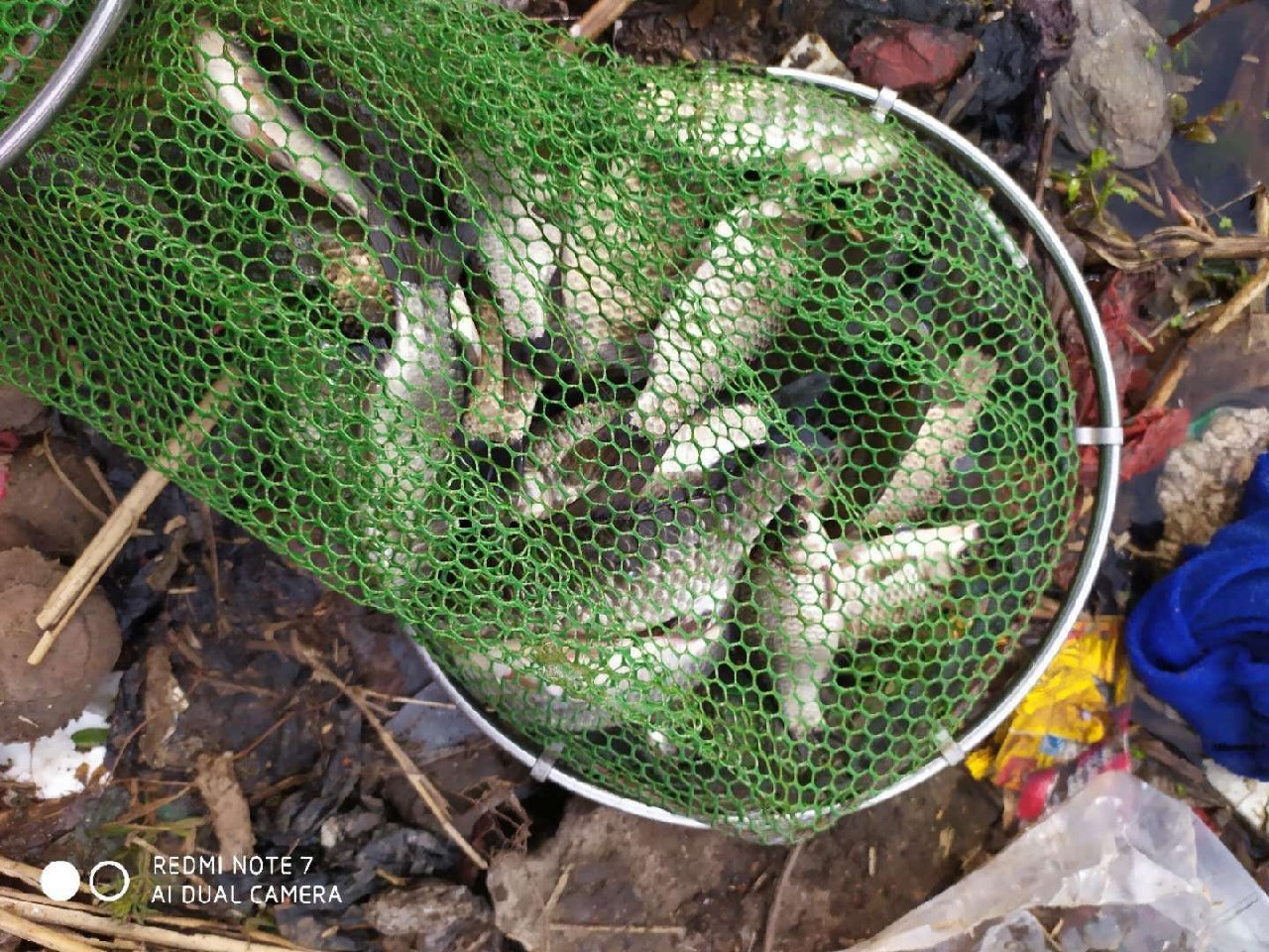 打窝怎么打才能聚鱼,哪种打窝方法最诱鱼