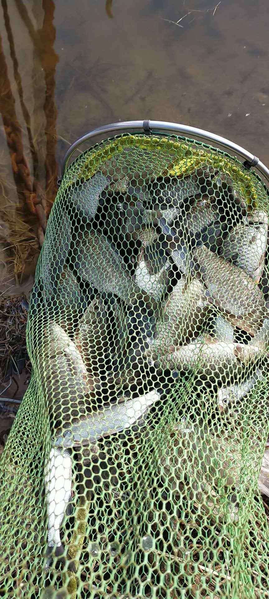 打窝怎么打才能聚鱼,哪种打窝方法最诱鱼