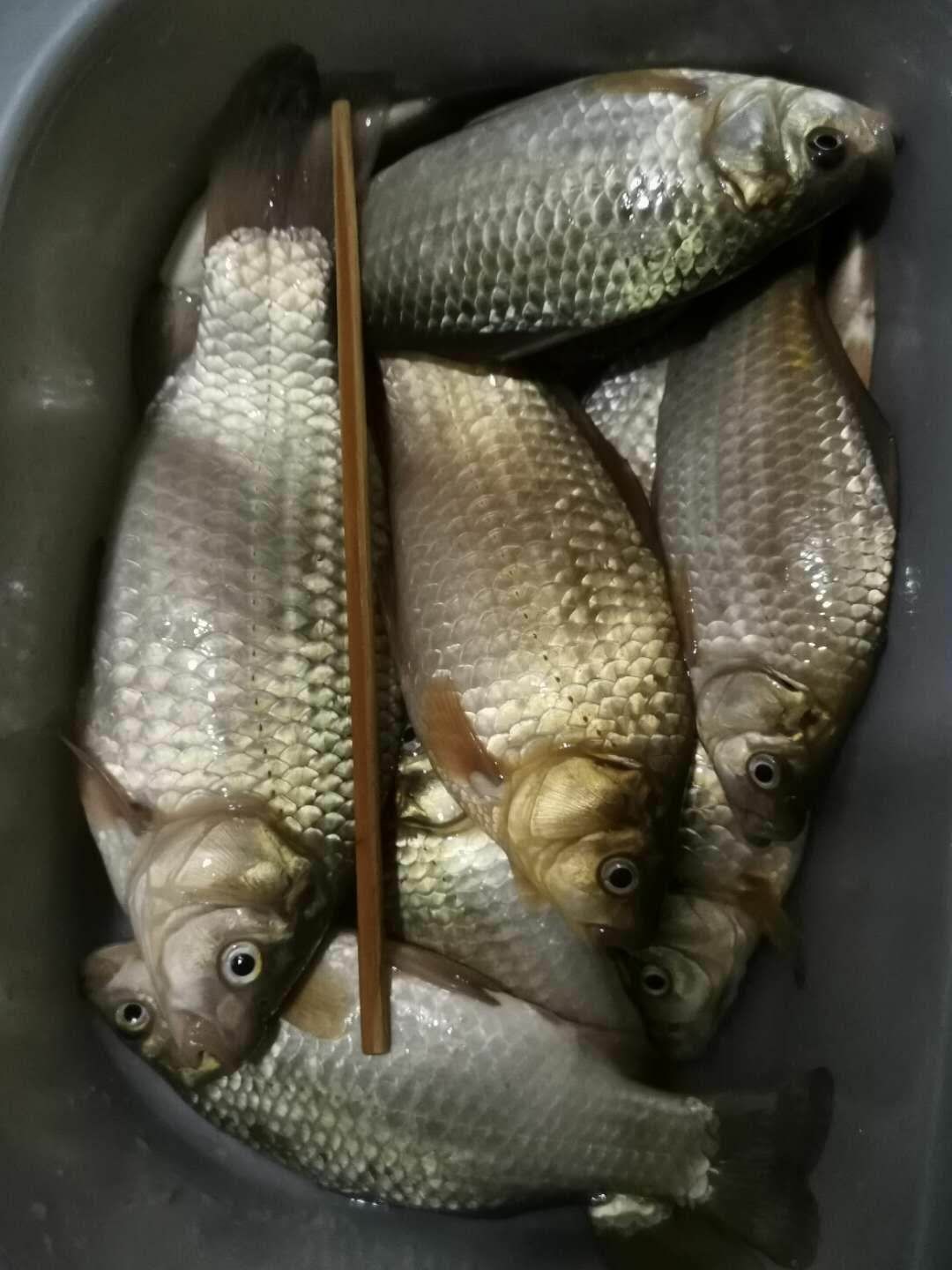 打窝怎么打才能聚鱼,哪种打窝方法最诱鱼