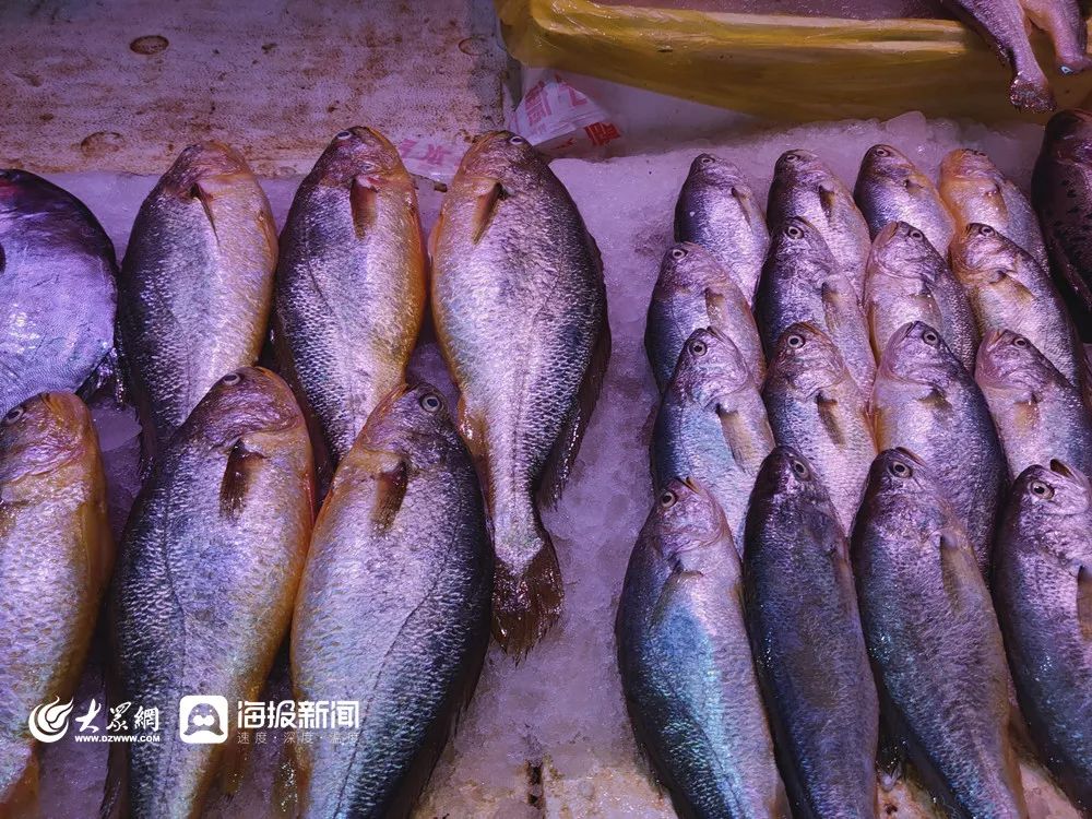 封海前必吃的两种海鲜,青岛封海还有海鲜吃吗