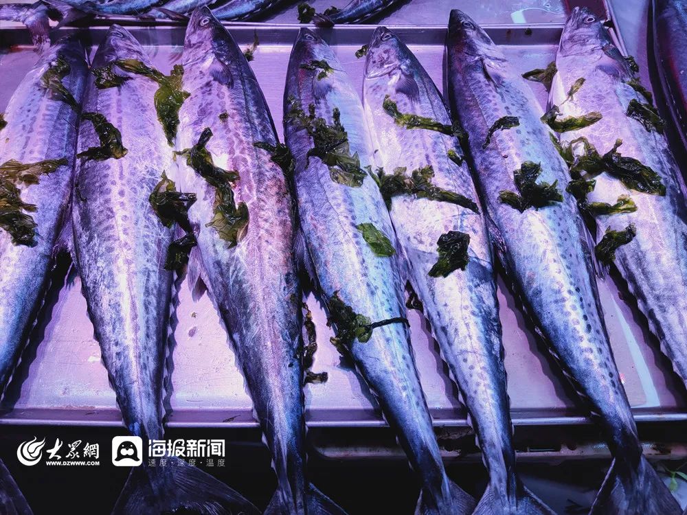 封海前必吃的两种海鲜,青岛封海还有海鲜吃吗