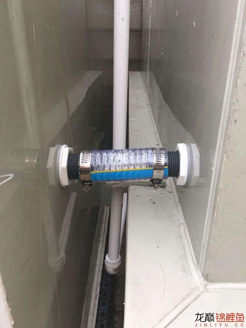 迷上鲤鱼精，露台安家2.5立方锦鲤池，生活设施一应俱全