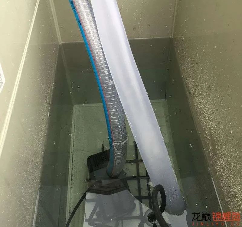 迷上鲤鱼精，露台安家2.5立方锦鲤池，生活设施一应俱全