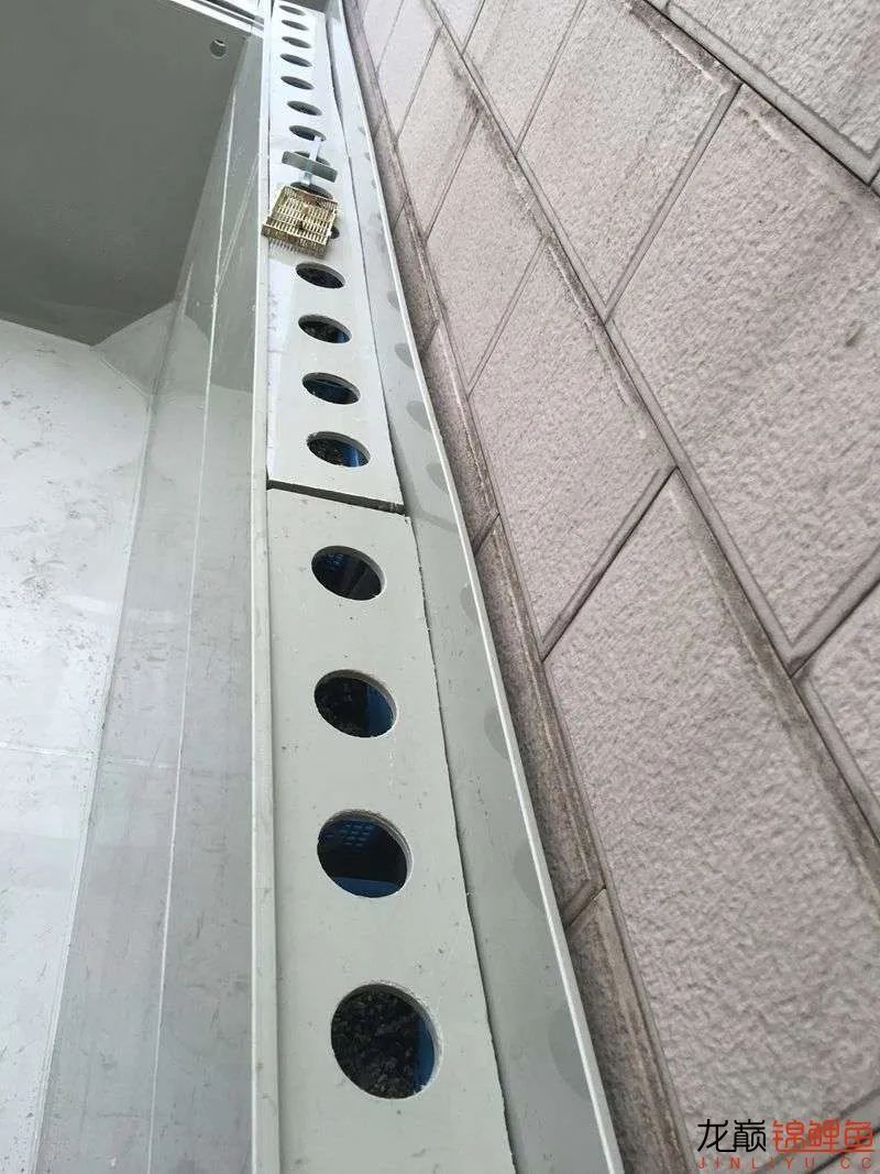 迷上鲤鱼精，露台安家2.5立方锦鲤池，生活设施一应俱全