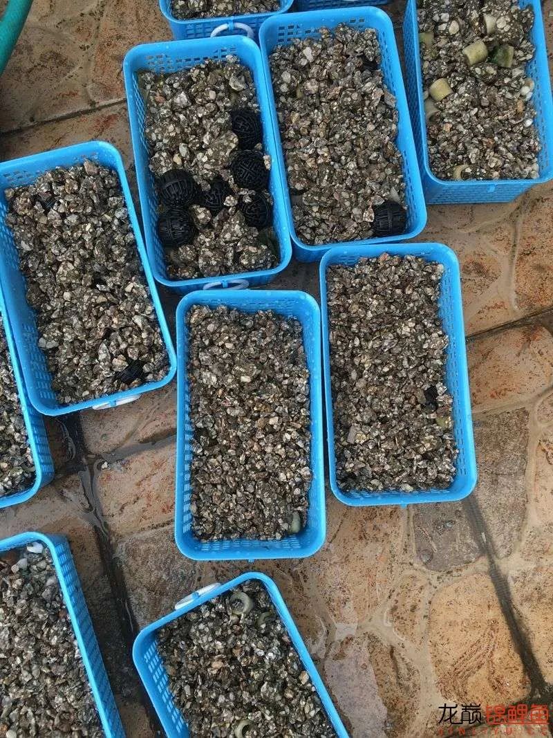 迷上鲤鱼精，露台安家2.5立方锦鲤池，生活设施一应俱全