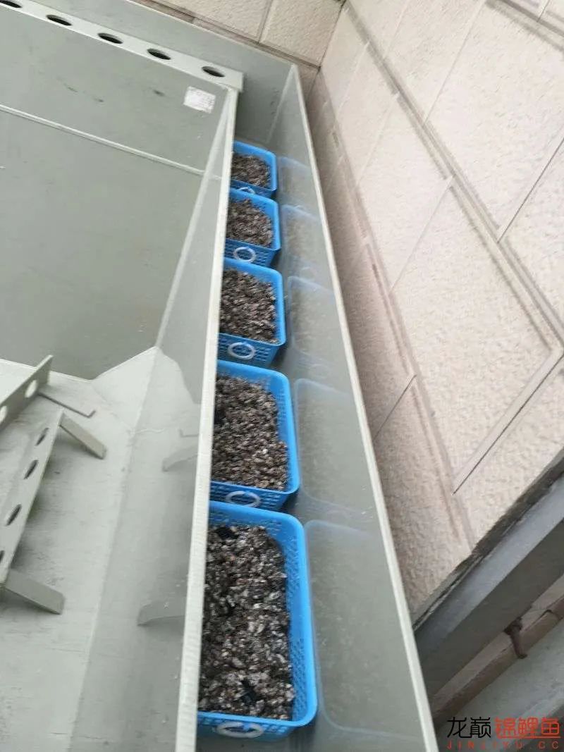 迷上鲤鱼精，露台安家2.5立方锦鲤池，生活设施一应俱全