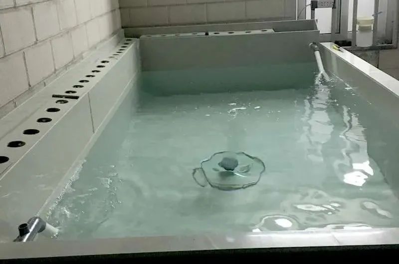 迷上鲤鱼精，露台安家2.5立方锦鲤池，生活设施一应俱全