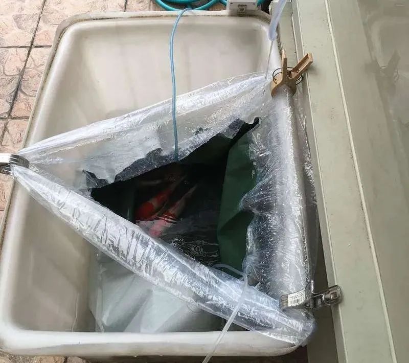 迷上鲤鱼精，露台安家2.5立方锦鲤池，生活设施一应俱全