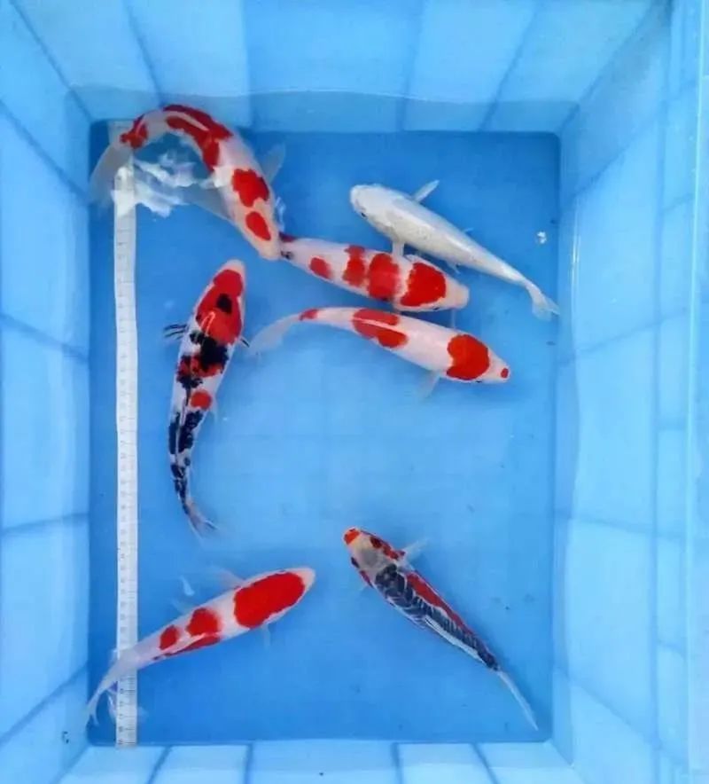 迷上鲤鱼精，露台安家2.5立方锦鲤池，生活设施一应俱全