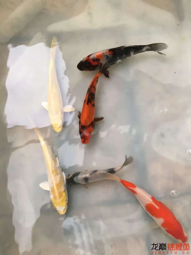 迷上鲤鱼精，露台安家2.5立方锦鲤池，生活设施一应俱全