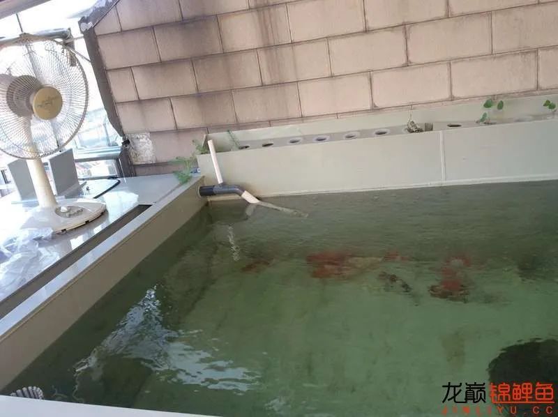 迷上鲤鱼精，露台安家2.5立方锦鲤池，生活设施一应俱全
