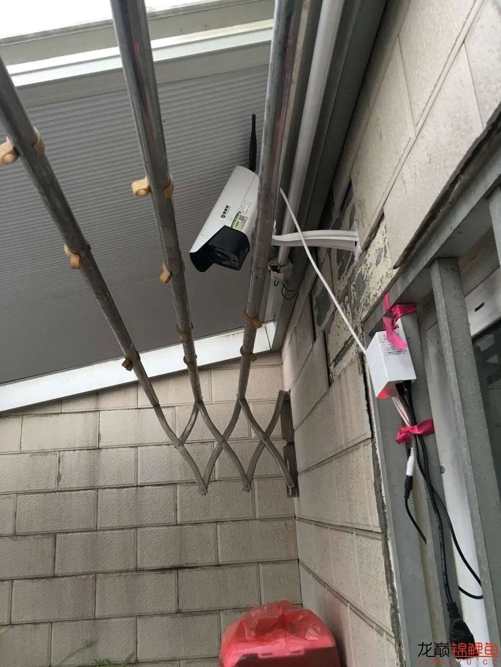 迷上鲤鱼精，露台安家2.5立方锦鲤池，生活设施一应俱全