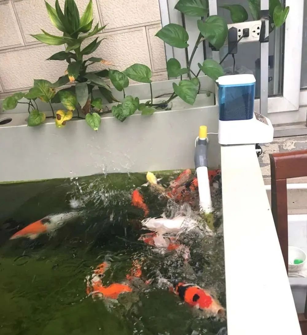 迷上鲤鱼精，露台安家2.5立方锦鲤池，生活设施一应俱全