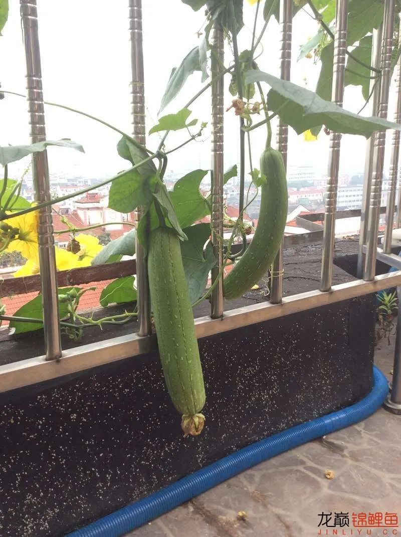 迷上鲤鱼精，露台安家2.5立方锦鲤池，生活设施一应俱全