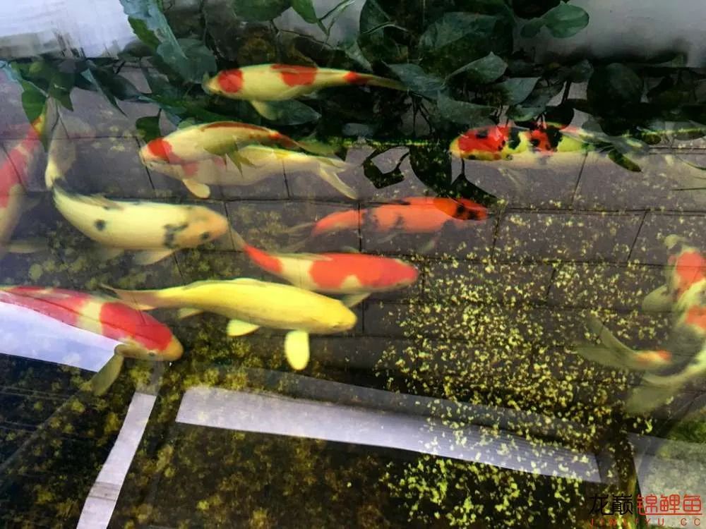 迷上鲤鱼精，露台安家2.5立方锦鲤池，生活设施一应俱全