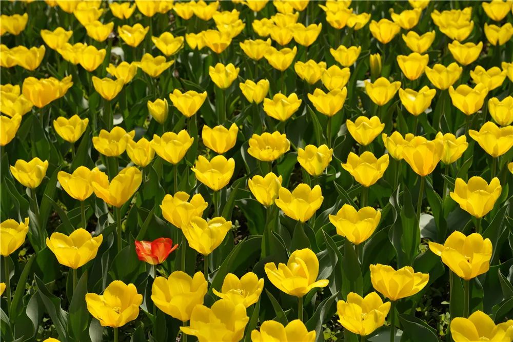 适马无反150-600镜头,适马24-70f2.8dhsm测评