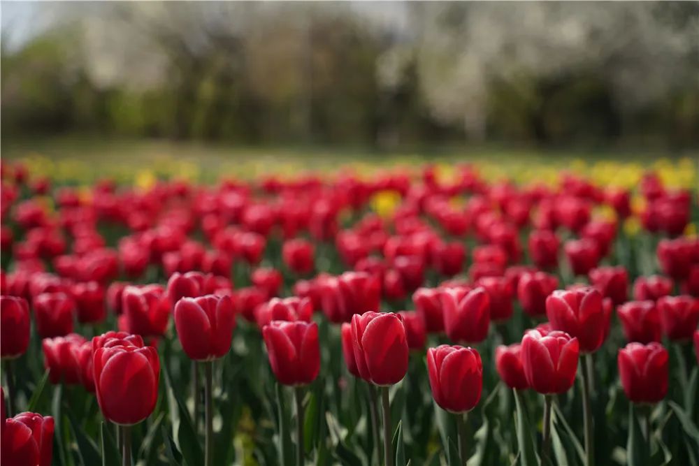 适马无反150-600镜头,适马24-70f2.8dhsm测评