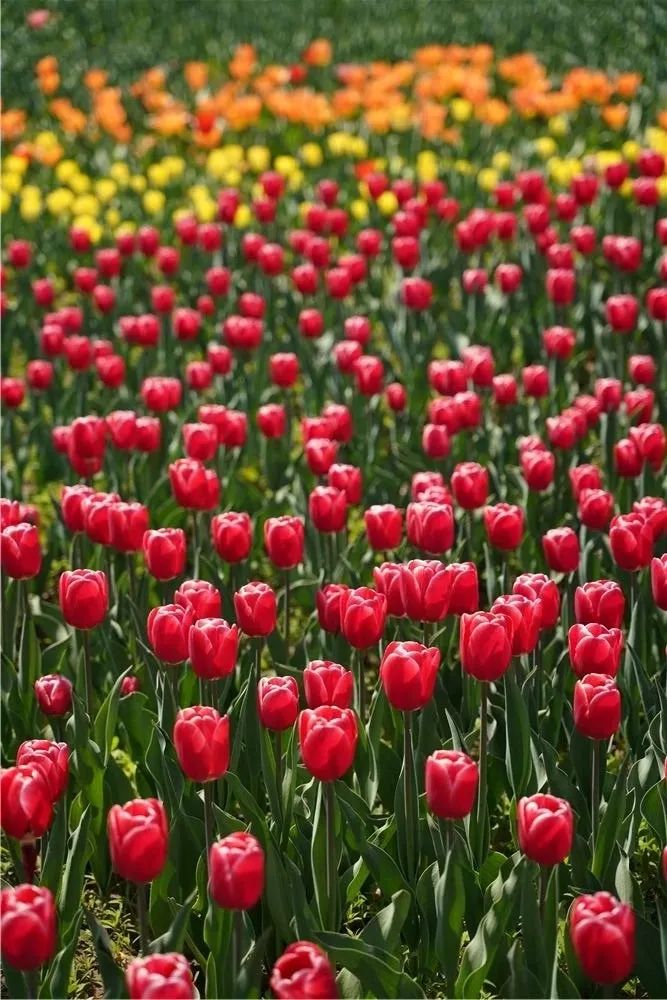 适马无反150-600镜头,适马24-70f2.8dhsm测评