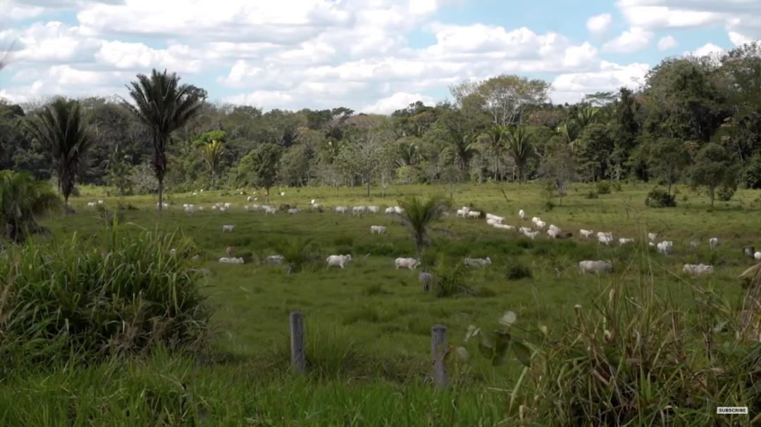 三个月砍掉20个曼哈顿，一年砍掉一个国家，亚马逊已经到了最危急的时候